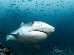 with the mouth full of teeth by Marc Van Den Broeck 
